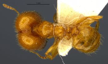 Media type: image;   Entomology 20700 Aspect: habitus dorsal view